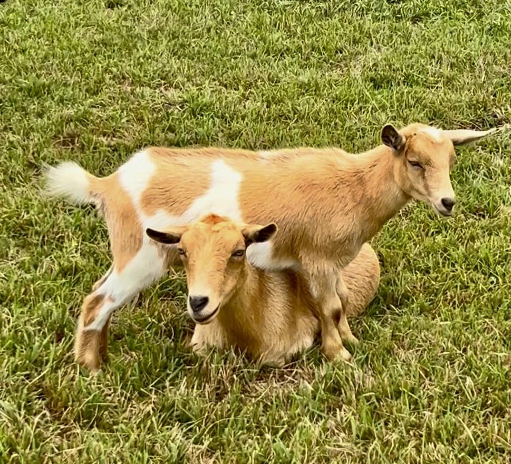 Our Farm Mascot Rosy Obella and her daughter Dolly Pardon, they are Triple
Registered Nigerian Dwarf Goats! Nigerian Dwarf Goats are known for their unique
color pattern and playful personality!